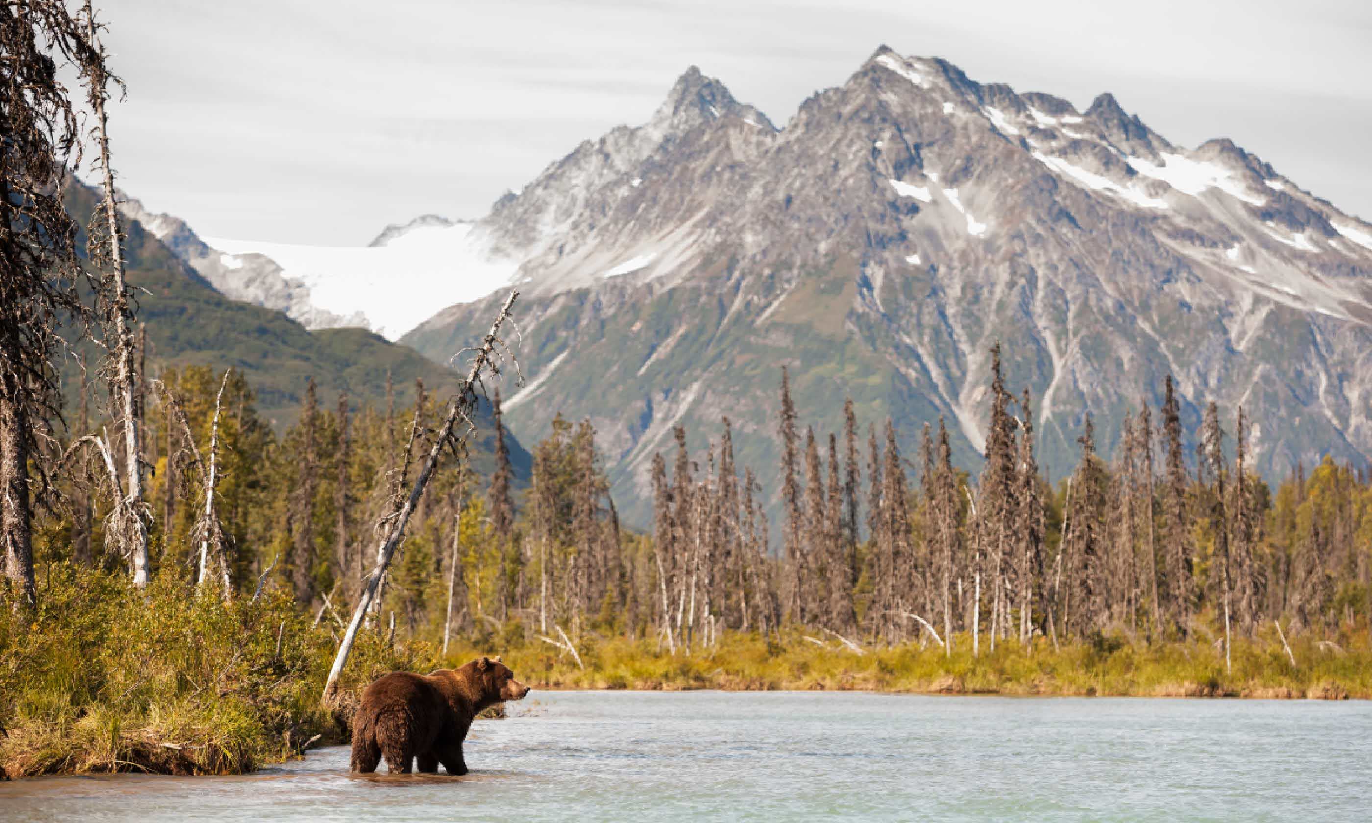 Brown bear, Alaska (Shutterstock)