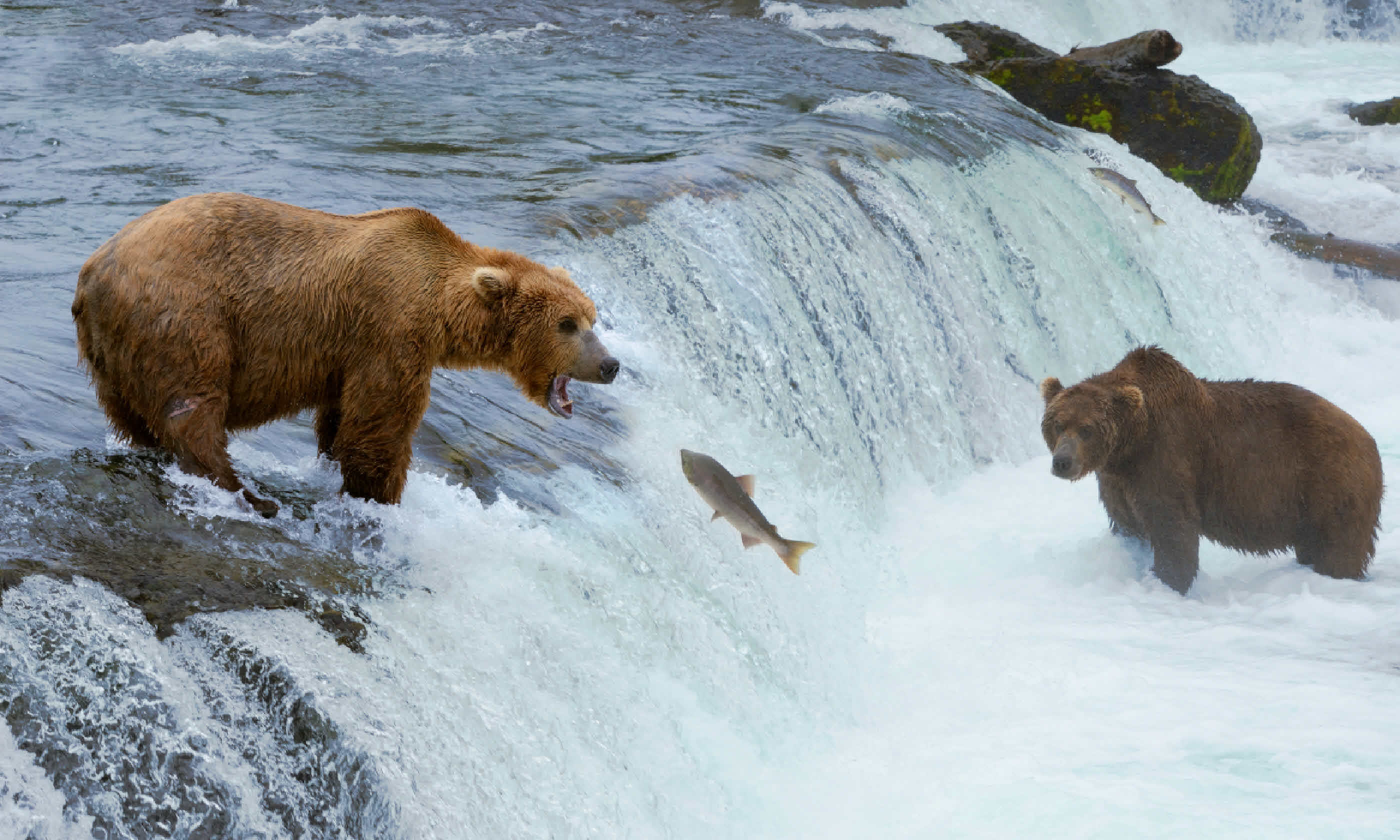 A grizzly bear hunting salmon at Brooks falls (Shutterstock)