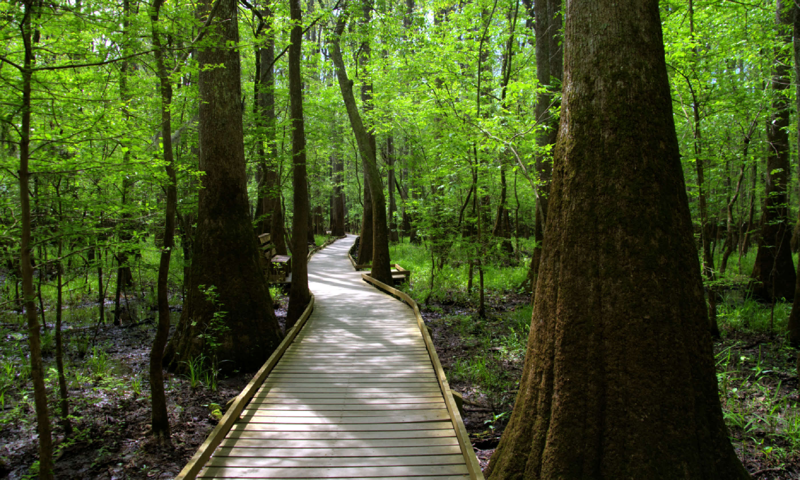 Congaree National Forest (Shutterstock)
