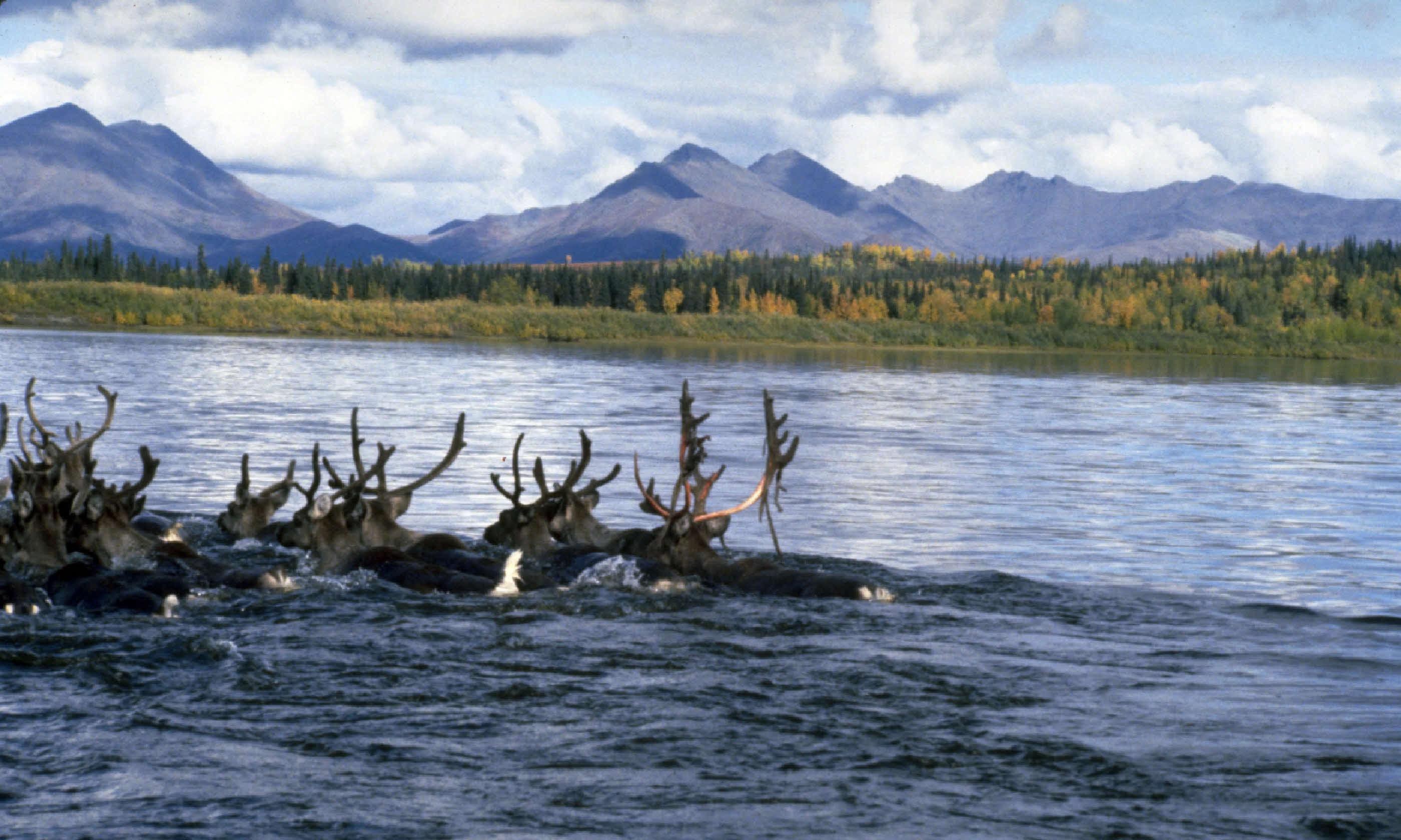 Swimming the Kobuk (Flickr C/C: Education Specialist)