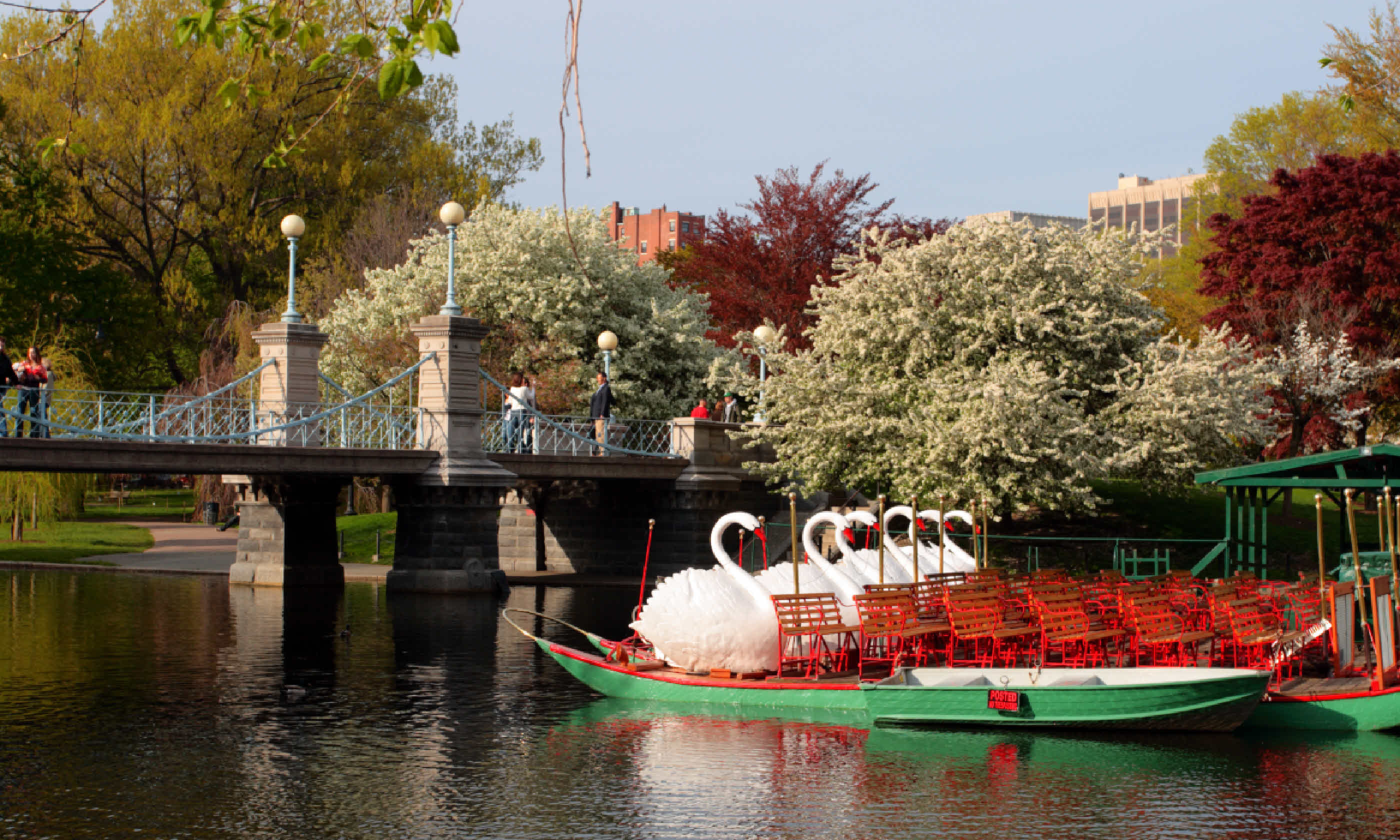 Swan Boats in Boston Common and Public Garden (Shutterstock)