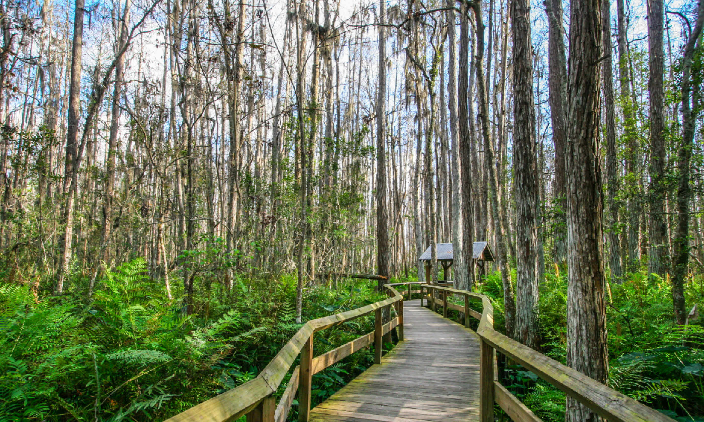 Everglades (Shutterstock)