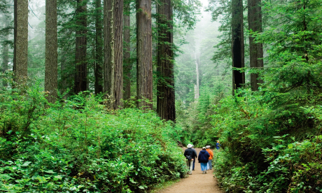 Redwood National Park (Dreamstime)