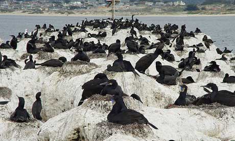 Brandt's Cormorant nesting in Monterey (Franco Folini)