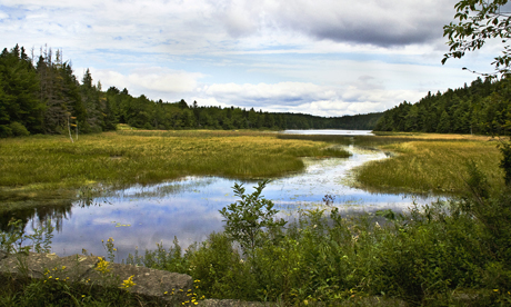 A mini-landscape in Maine (Muffet)