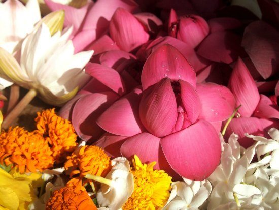 Offering flowers at Anuradhapura