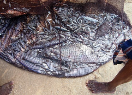 The morning's catch. Ambalangoda beach, SriLanka