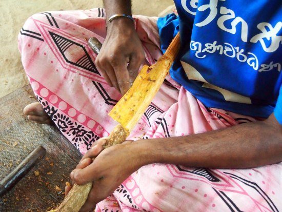 Cinamon production on the Madu Ganga cruise