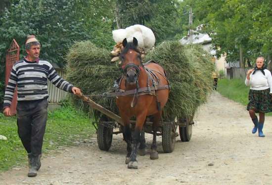  A typical Romanian horse and cart, loaded with hay for the milking cows.