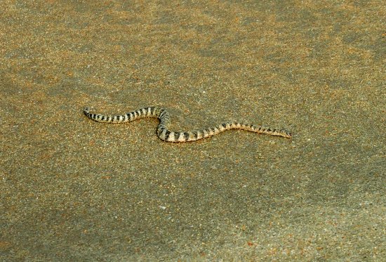 Sea snake Colva beach, south Goa