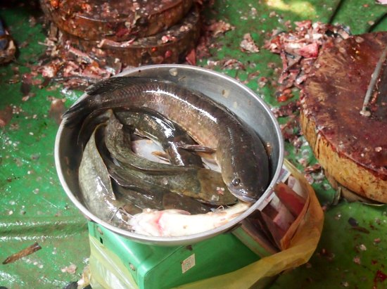 buying fish  cambodian market battambang