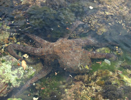 Octopus rock pool