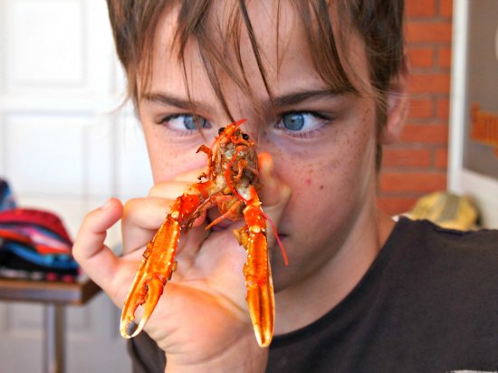 Langoustines Spain