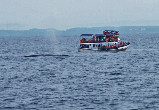 Whale watching Mirissa