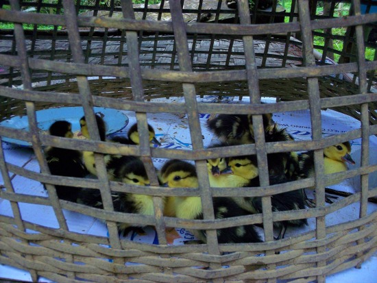 ducklings 550 vang vieng