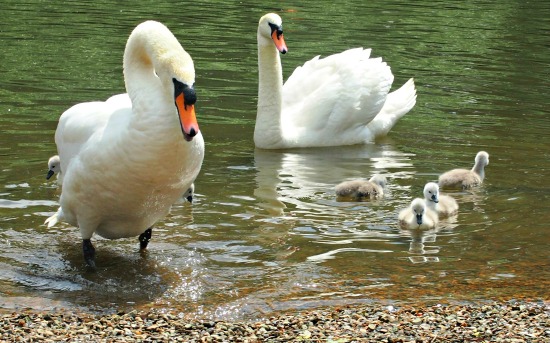 Swans Living in Twickenham travel blog