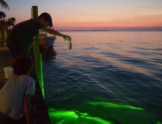 Giant tarpon feeding