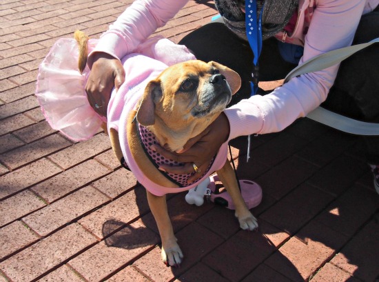 Posh pooches Celebration