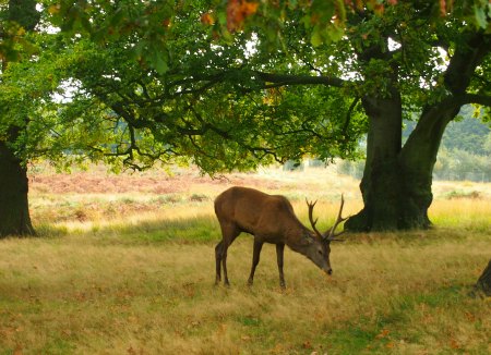 London for Kids Richmond Park