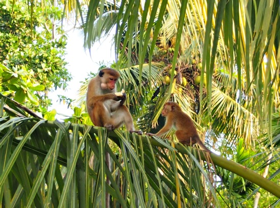 wild monkeys mirissa Sri Lanka