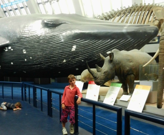 blue whale london Natural History Museum