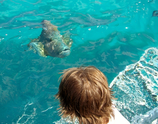 Maori Wrasse