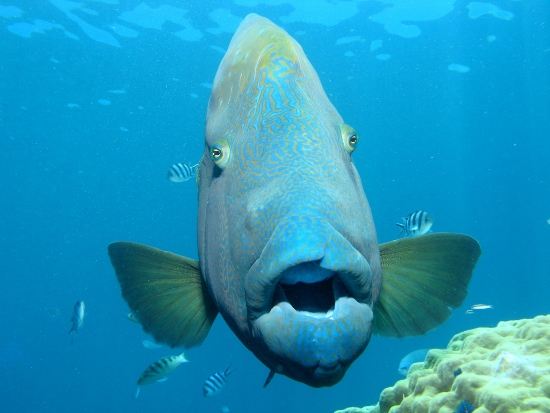 Maori Wrasse