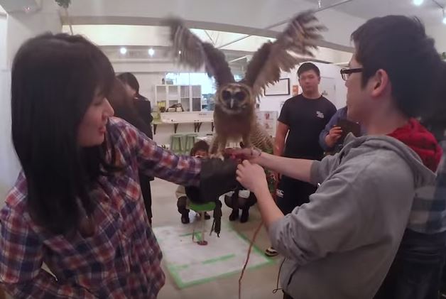 Owl cafe Osaka