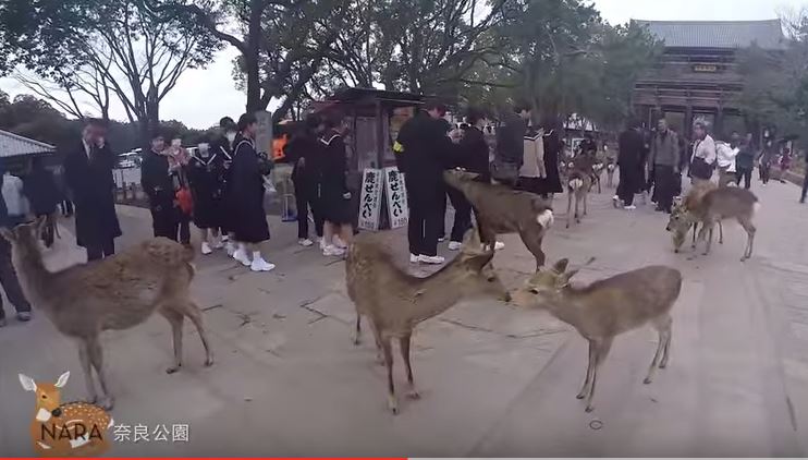 Nara deer