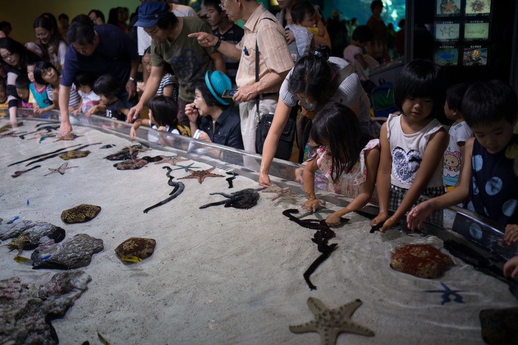 Churaumi Aquarium photo