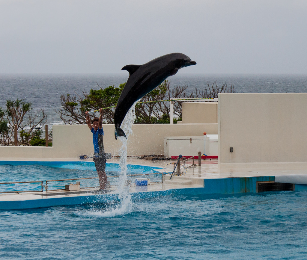 Churaumi Aquarium photo