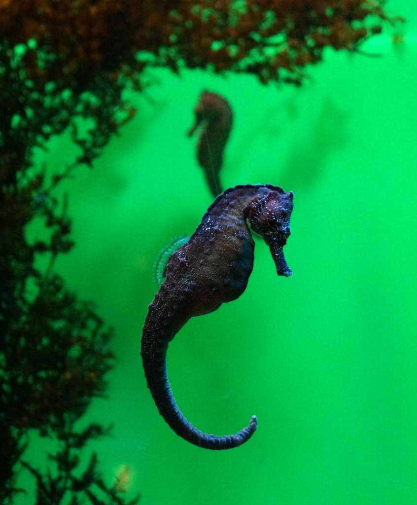 Churaumi Aquarium photo