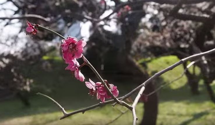 Ume plum blossom at Imperial Gardens Tokyo