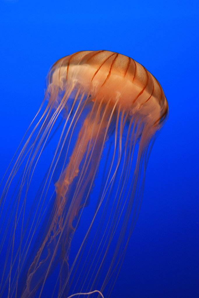 Osaka Aquarium Kaiyukan photo