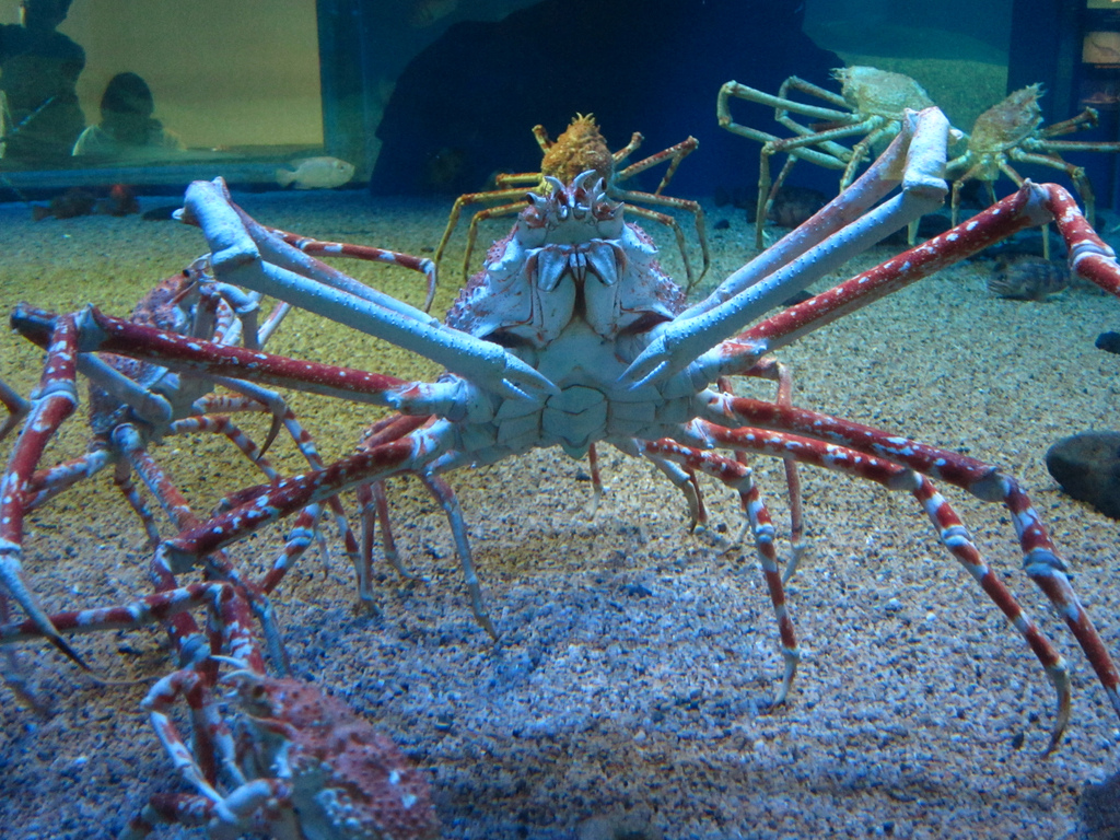 Osaka Aquarium Kaiyukan photo