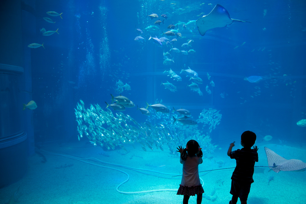 Osaka Aquarium Kaiyukan photo