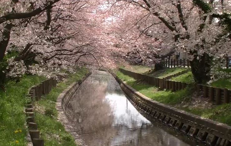 Cherry blossoms of Shingash River by Hikawa Shrine in Kawagoe