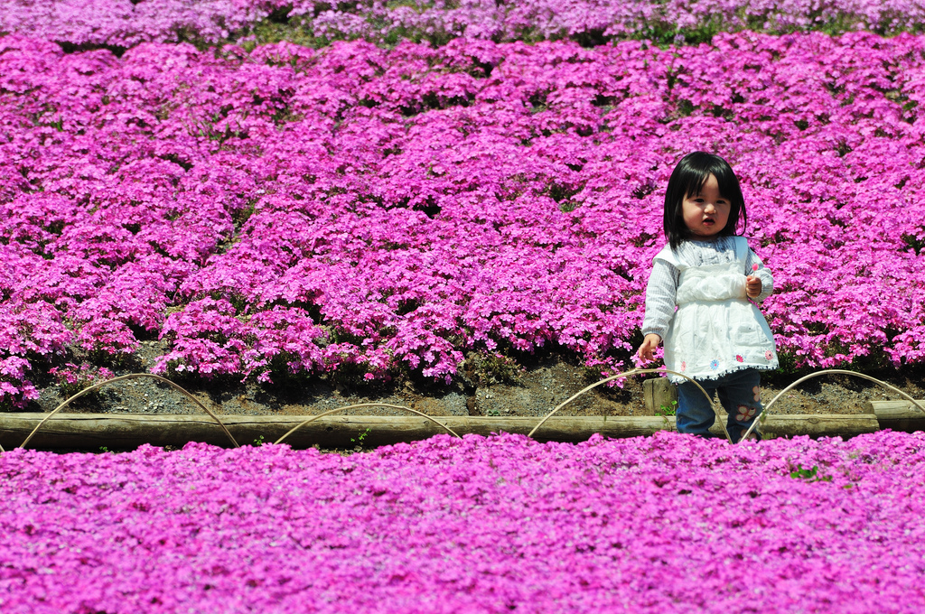 Hitsujiyama Park photo