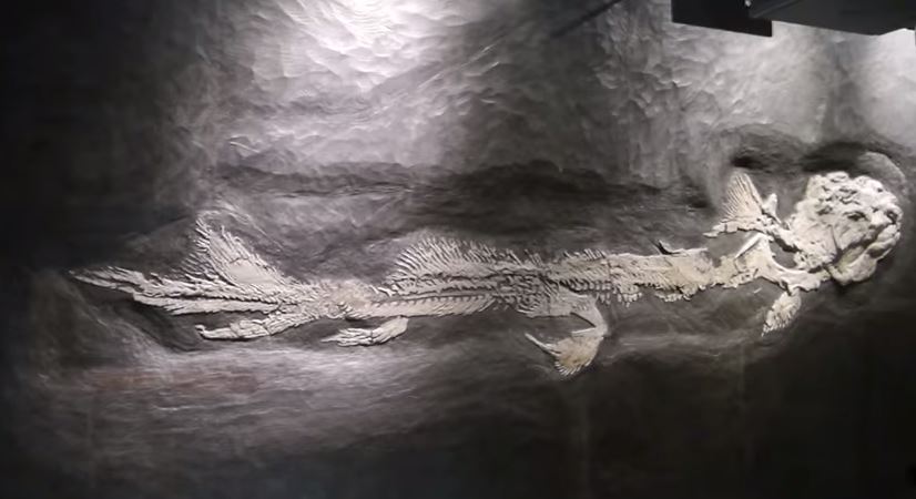 Fukui Prefectural Dinosaur Museum Fossil Display