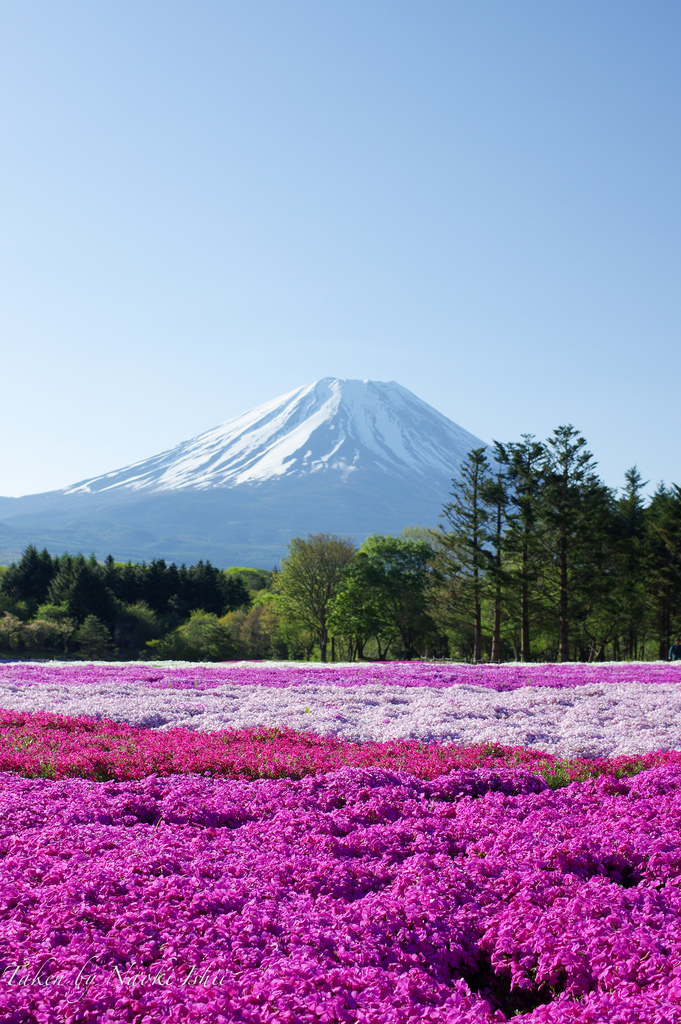 mt fuji photo