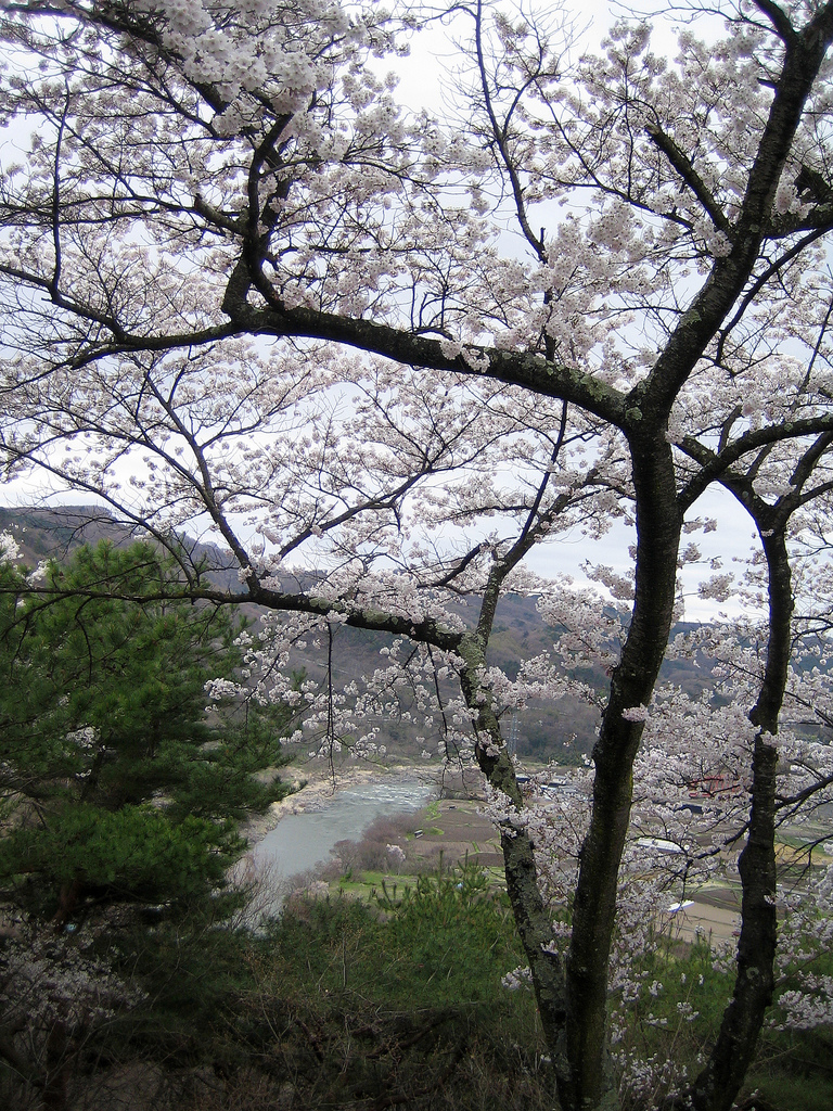 cherry blossoms & river chikuma