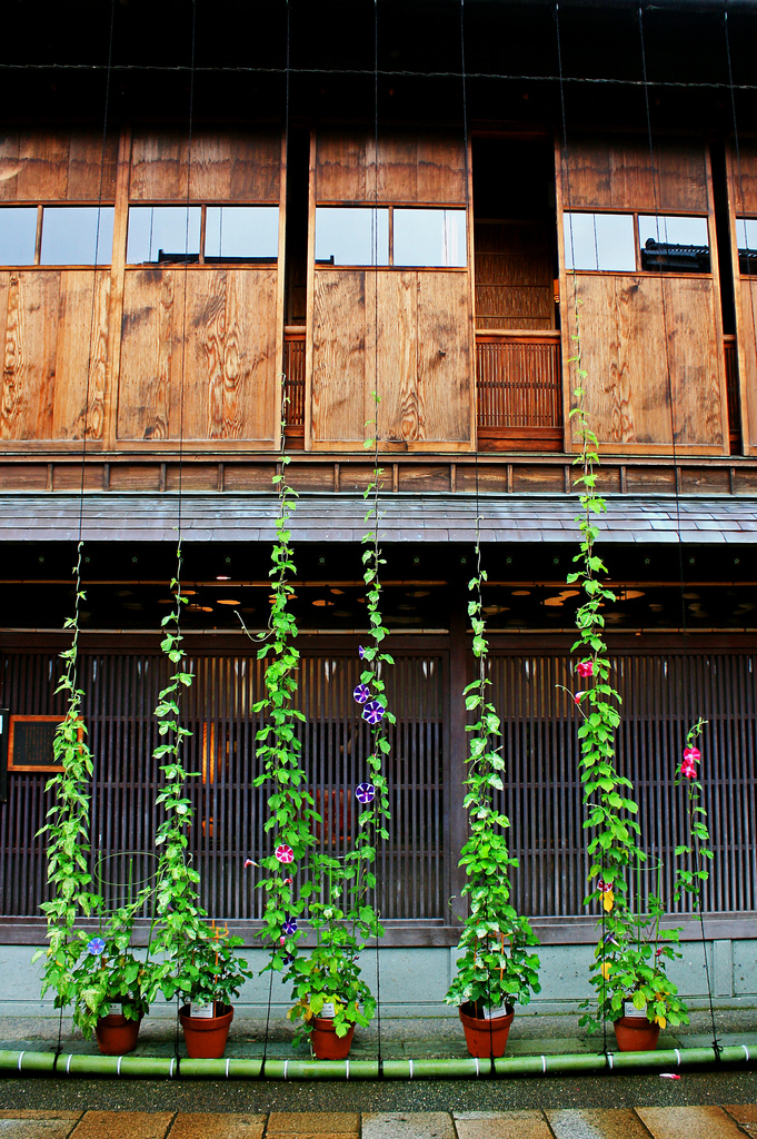 Morning Glory at Higashi Chaya district, Kanazawa