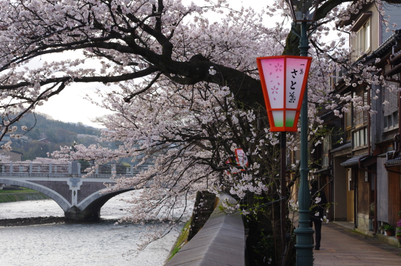 Kazue-Machi Geisha District Cherry Blossoms