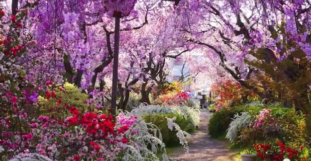 Haradanien Garden Kyoto Cherry Blossoms