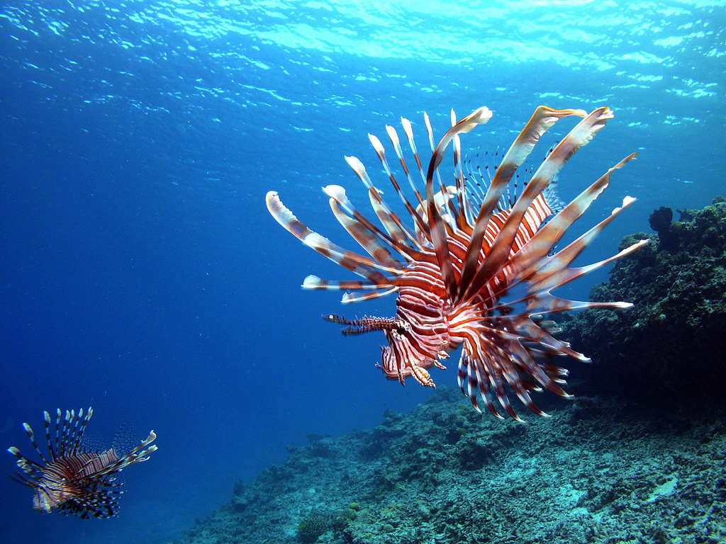 Kerama Islands Lionfish (photo: Motoya Kawasaki/flickr)