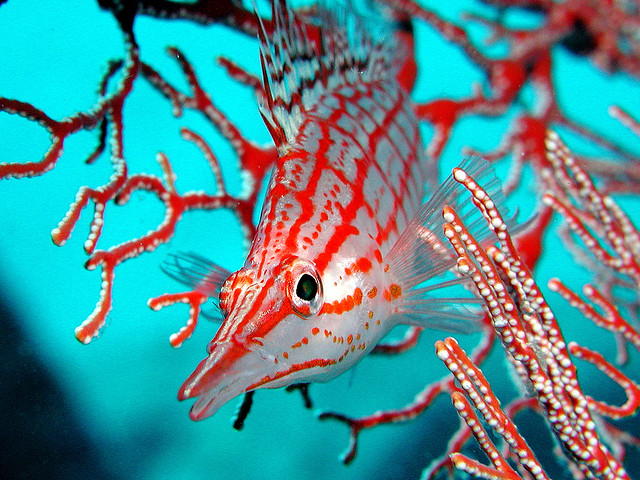 Kerama Islands amazing fish (photo: Motoya Kawasaki/flickr)