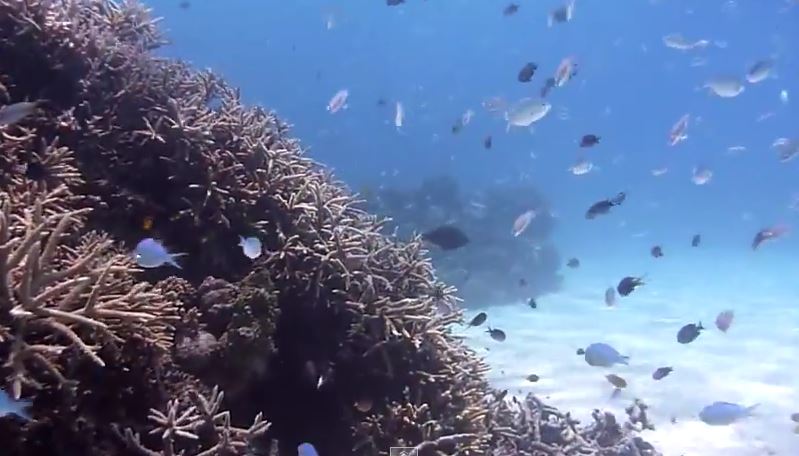 Kerama Islands coral and fish everywhere