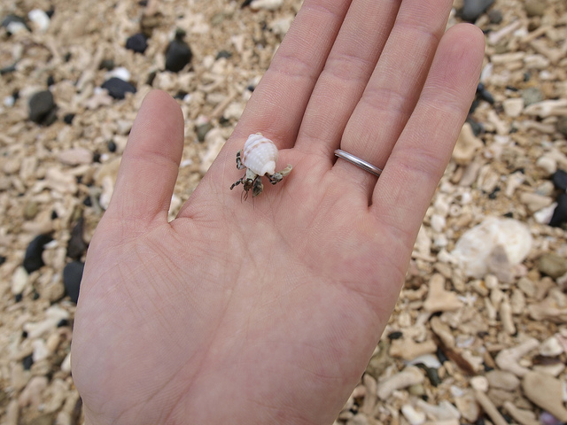 Kumejima tiny crab (photo: A Shino/flickr)