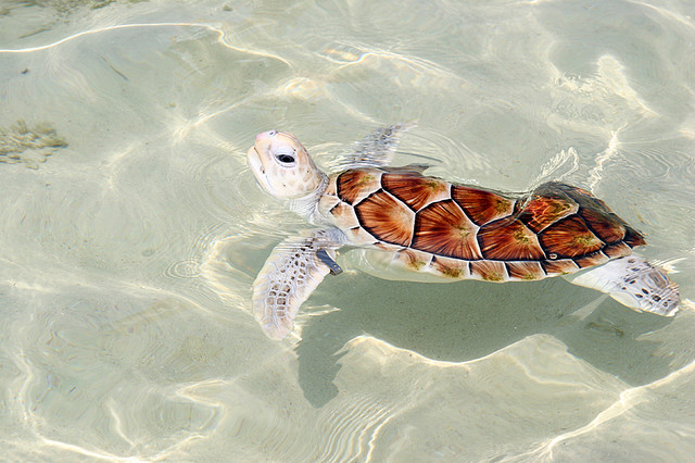Kume Island Sea Turtle (photo: koizumi/flickr)