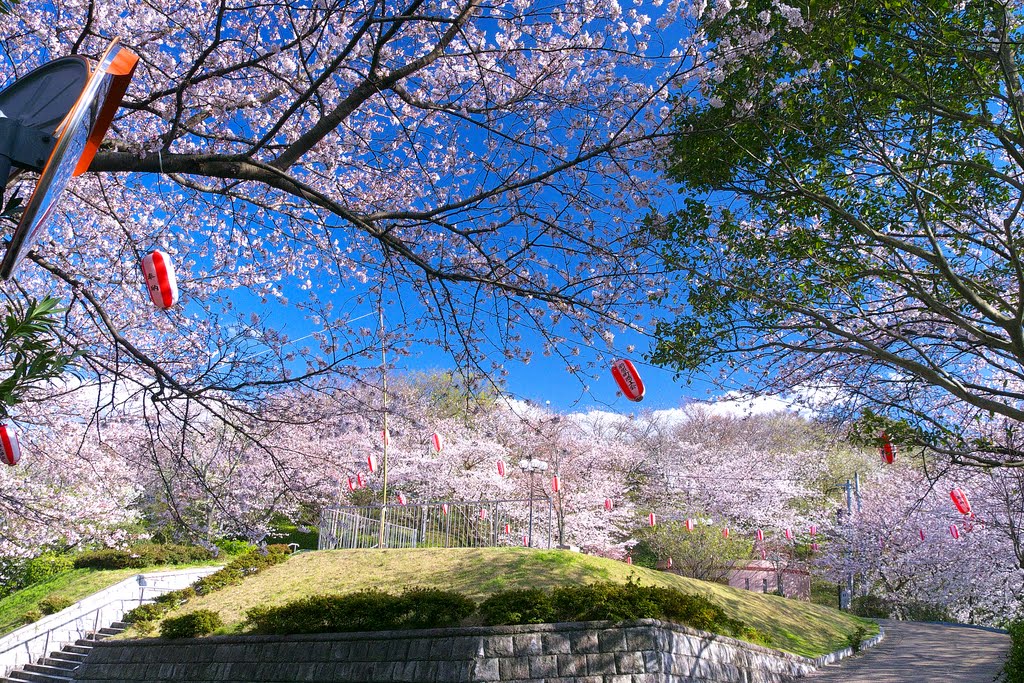 Sasayama Park Sakura in Itoshima City (photo: panoramio.com/photo/42884334)